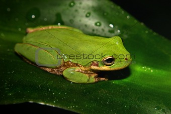 Tiny Tree Frog