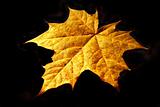 Autumn maple sheet 