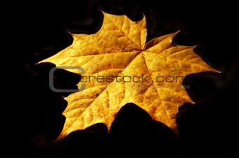 Autumn maple sheet 