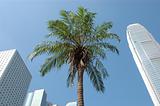 Urban palm