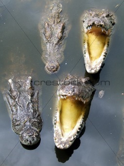 Voracious alligators