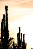Bushes and Cactus in Silhouette