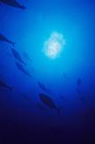 Tunafish in blue water
