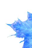 Isolated Blue Leaf - Inverted