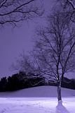 Vertical Shot of Light Post behind the Tree, Winter Scene