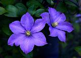 Climatis in Blue