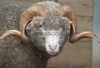 Horny Sheep