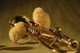 Chick on a Trumpet