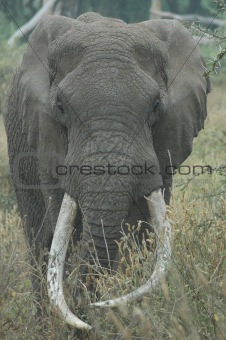 Bull Elephant Close-up