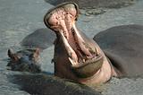 Male Hippo Yawn