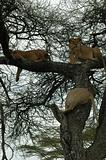 Treeclimbing Lions