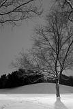 B&W - Vertical Shot of Light Post behind the Tree, Winter Scene