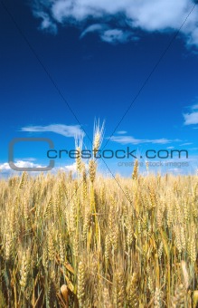corn field 4