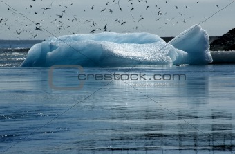 Iceberg and birds