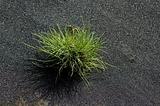 Grass in volcanic sand