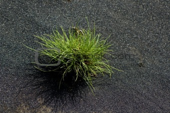 Grass in volcanic sand