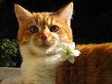 cat'n'flower