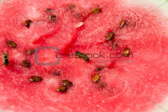 Wasp on melon