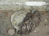 Mediterranean tortoise