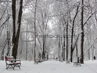 Park in winter