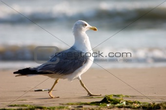 Running seagull