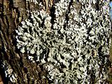 Lichen tree