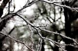 Frozen Branch