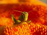 Green Grasshopper 1