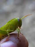 Green Grasshopper 4