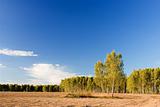 Birch with forest & blue sky at background