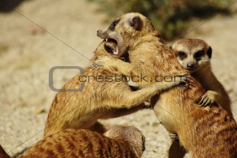 Happy Family - meerkats