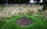 Anthill on Viking graveyard