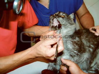 Veterinarian checking the mouth of a cat