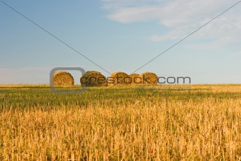 Hay on the field
