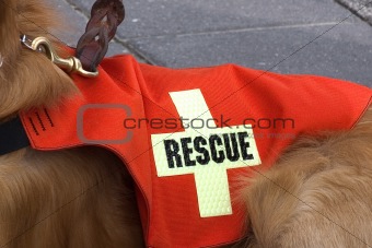 Search and Rescue dog.
