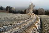 frosty fields