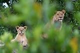 Two Lions watching the bush