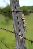Chameleon behind barbed wire