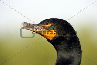 Double crested Cormorant 