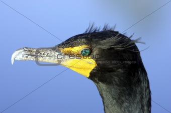 Double crested Cormorant 