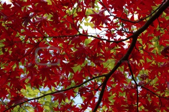 Red and green tree leaf canopy