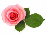 Isolated pink rose with green leaf