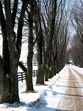 Winter tree lined lane 3