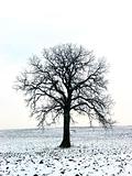 Tree in a winter field 1