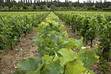 Vines growing in vineyard