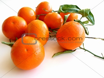 Tangerines with leaves on white 3