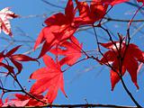 Japanese maple leaves 
