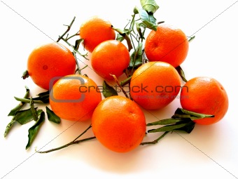 Tangerines with leaves on white 1
