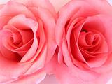 Two pink roses macro