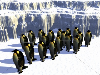 Penguins 7